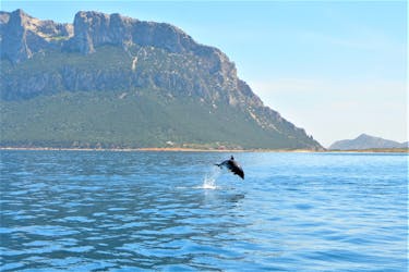 Observação de golfinhos de bote para a ilha Figarolo de Olbia
